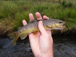 Another Brown Trout