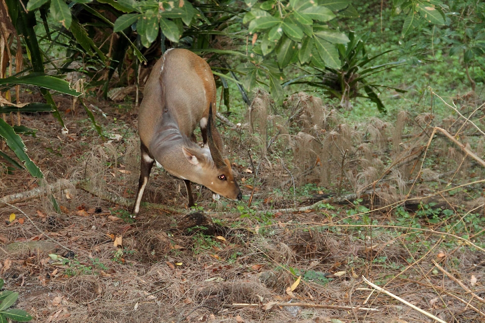 Bushbuck