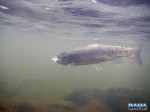 Underwater rainbow trout