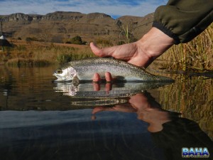 Warren releasing a rainbow trout