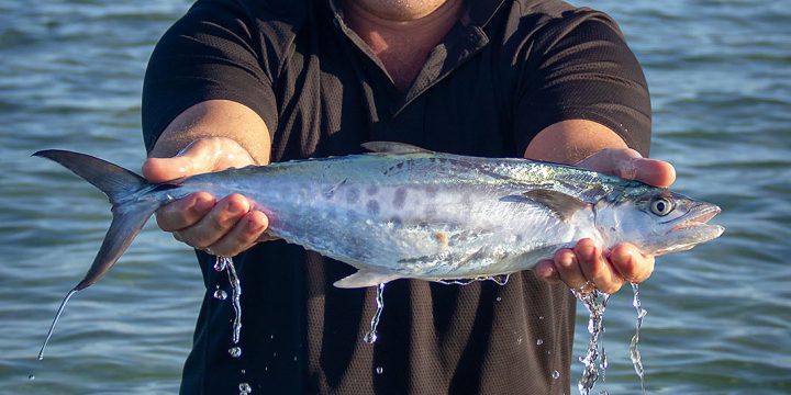 Bonito in the Bay (and Mackerel)