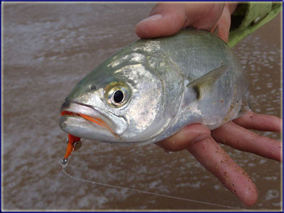 Shad Bashing 101 – Baha Fly Fishing