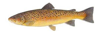 A photo of the  Brown Trout species